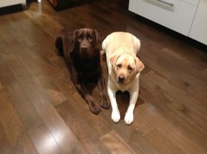 2 labradors
