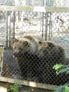 Les jeunes grizzlys d'un an et demi