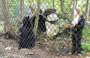 ‘Buddy’ se laisse caresser par Émilie, elle ne le fait pas devant les visiteurs afin de ne pas les rendent jaloux :D