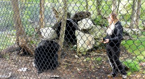 Vu son handicap, les 'spécialistes' ne croyais pas que ‘Buddy’ ne survivent plus de 10 ans. Il a dépassé cet âge et il est en super forme!