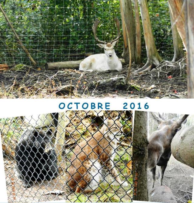 La Une: Le daim, majestueux 'chevreuil' de France - Benny l'ours vedette - Le lynx de Sibérie - Alfred le sympathique orignal de 'par ici' .