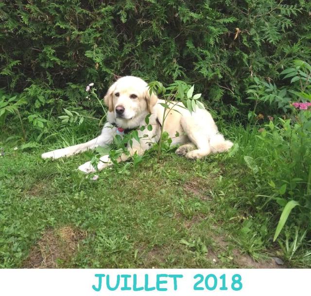 juiLLET 2018 SS